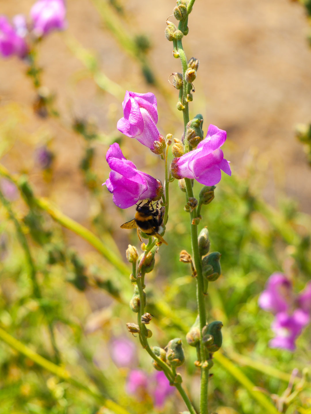 scauzi-pantelleria-biodiversità-ape