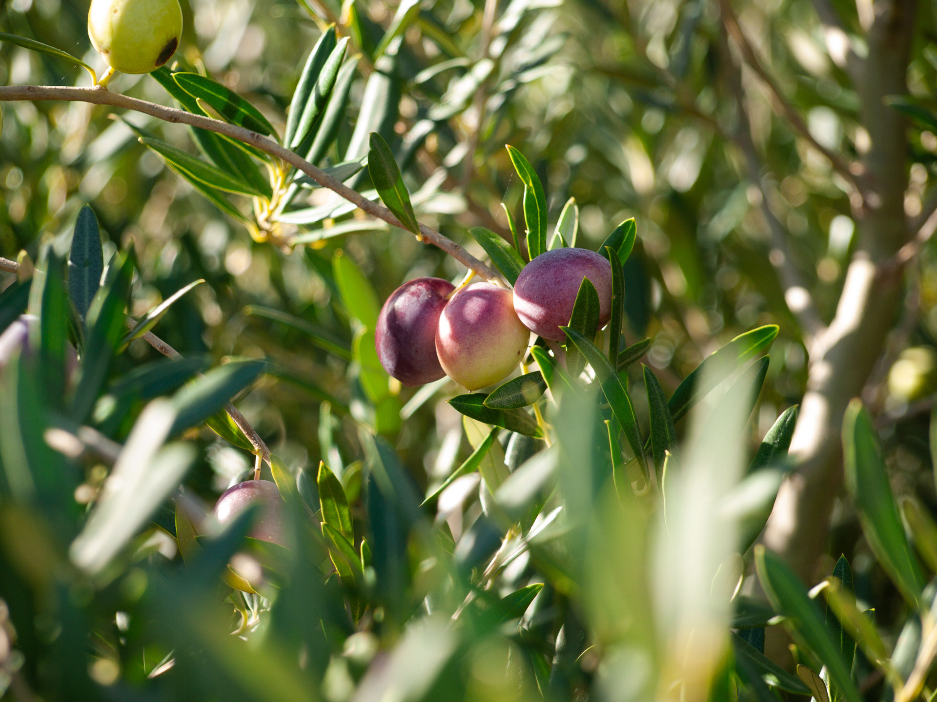 scauzi-pantelleria-biodiversità-olivi