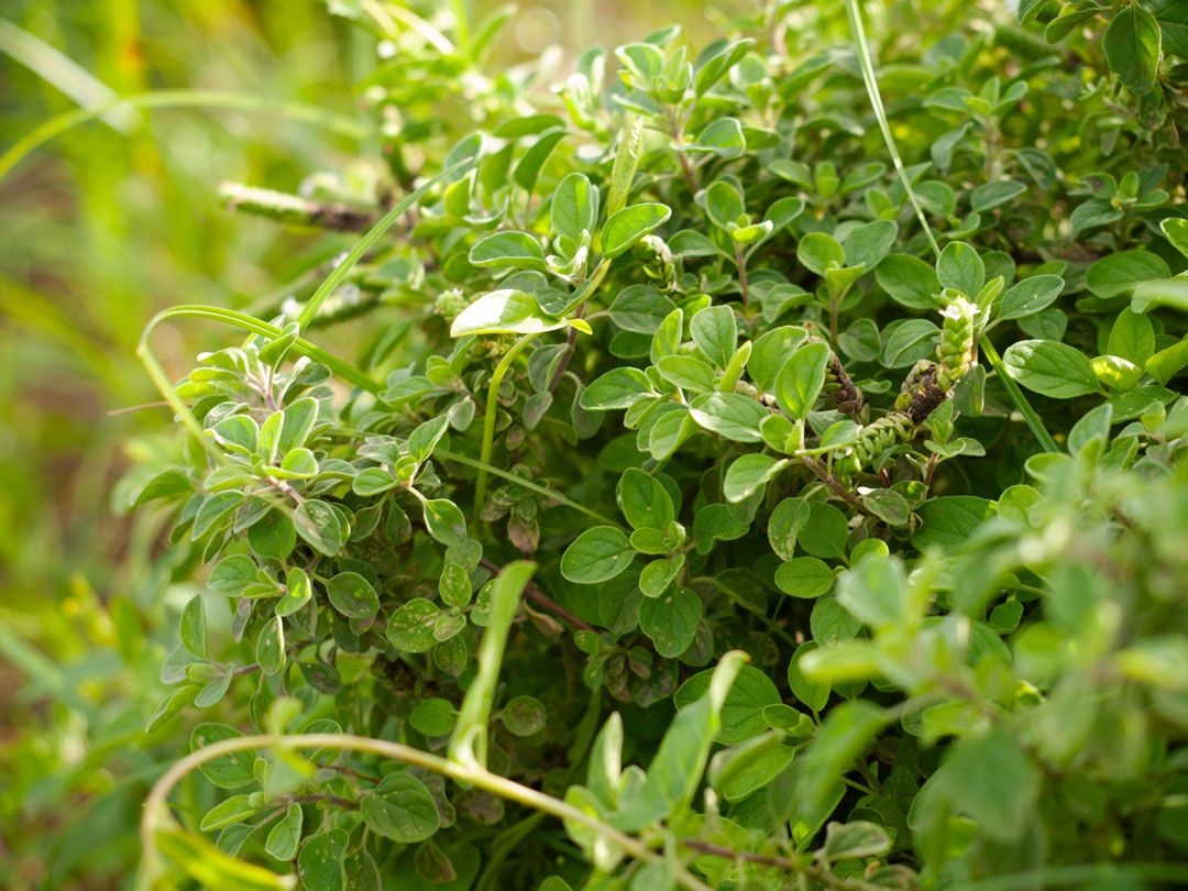 scauzi-pantelleria-biodiversità-origano