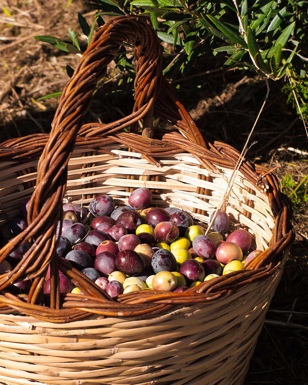 scauzi-pantelleria-frutti-raccalta-olive-cesto