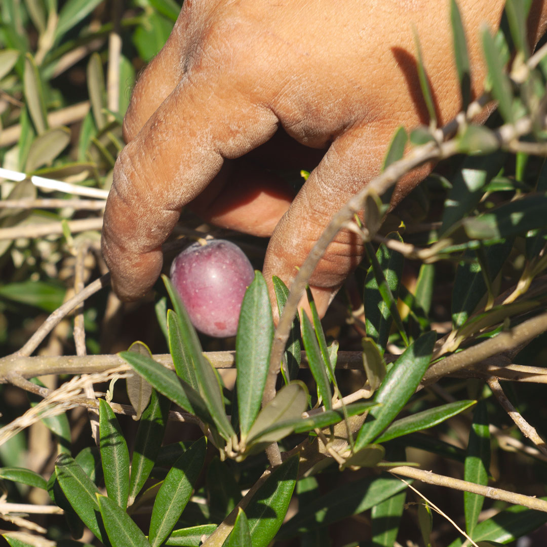 scauzi-pantelleria-frutti-raccalta-olive-mano-uomo