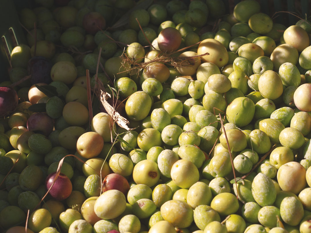 scauzi-pantelleria-frutti-raccalta-olive