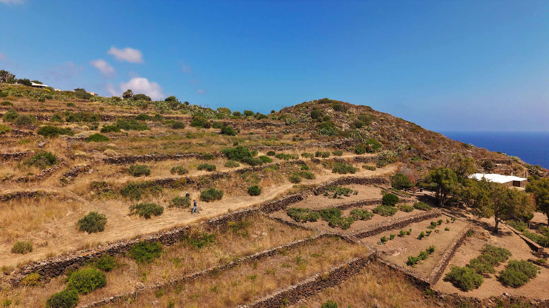 scauzi-pantelleria-terreni-filari