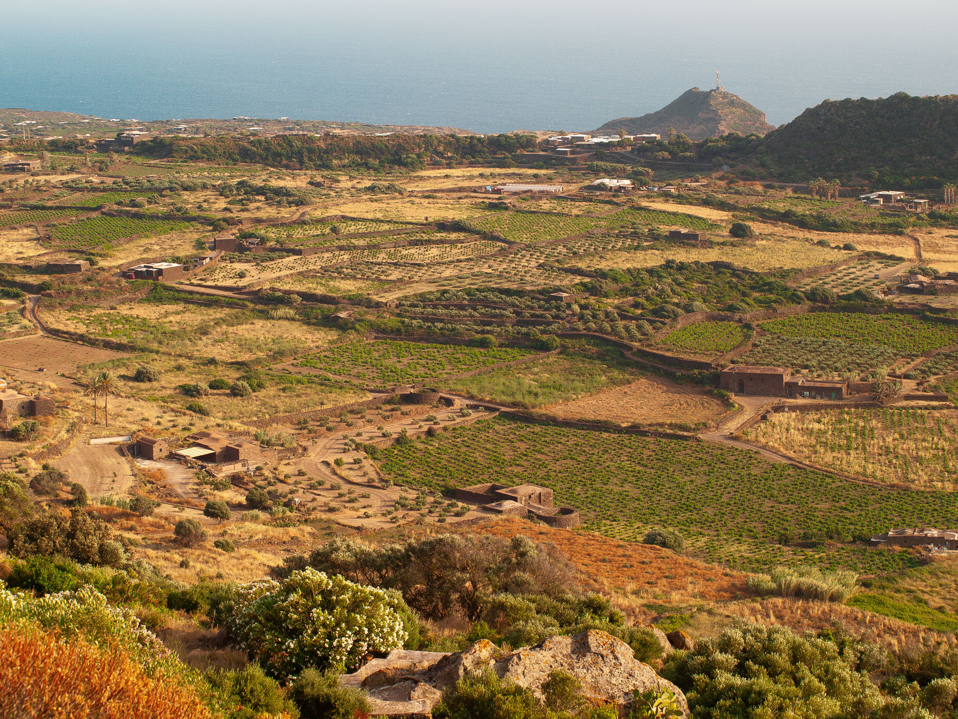 scauzi-pantelleria-valle-coltivazioni
