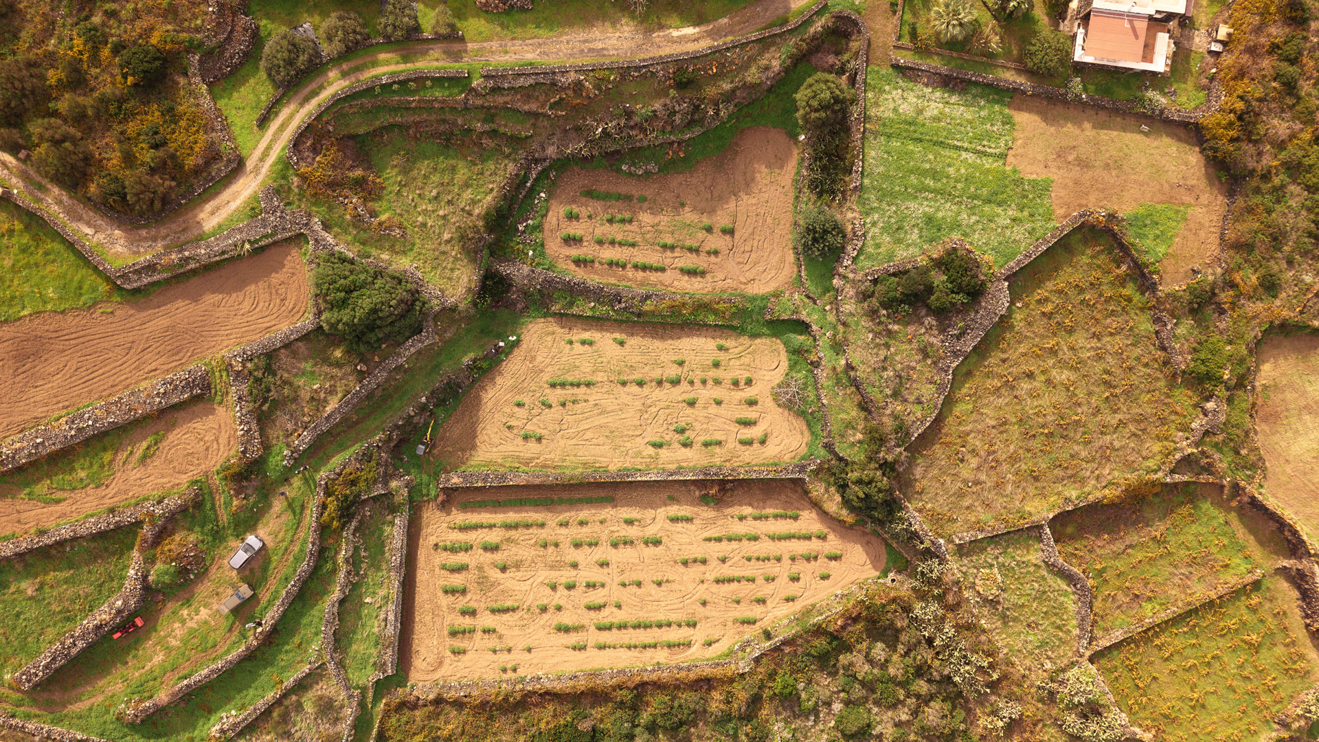 scauzi-pantelleria-vista-campi-terrazze